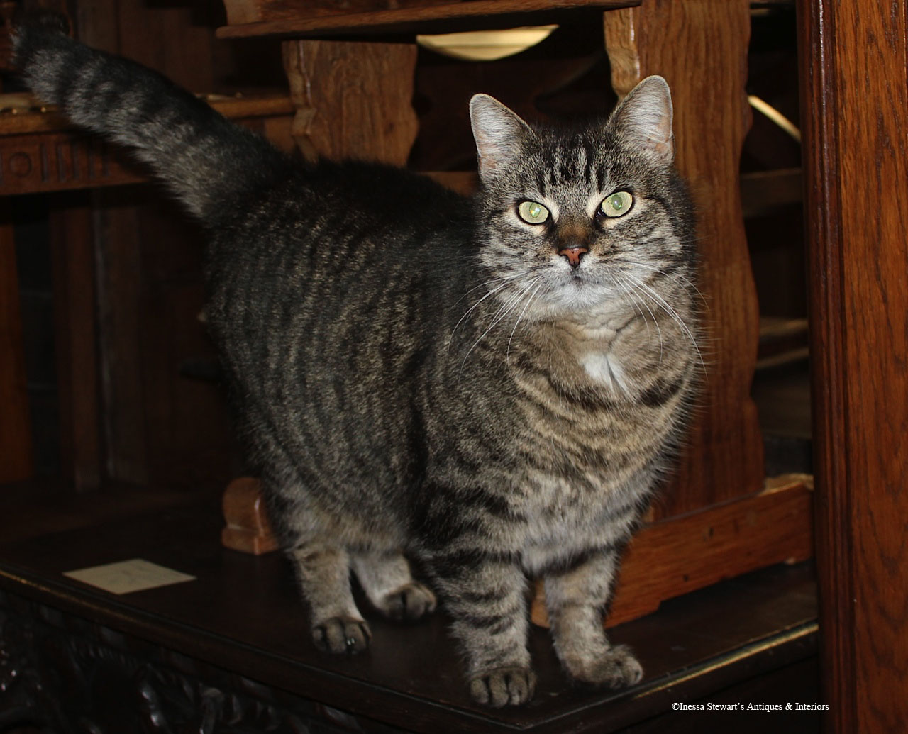 Inessa Stewart's Antiques & Interiors: Cat