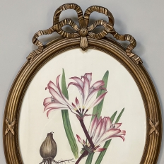 Pair Antique French Neoclassically Framed Botanical Lithographs by J.W. Penfold