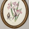Pair Antique French Neoclassically Framed Botanical Lithographs by J.W. Penfold