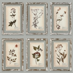 Set of 6 Botanical Prints in Rustic Distressed Painted Frames