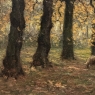 Framed Oil Painting on Canvas by Alphonse van Beurden Jr. (1878–1962) 'Shepherd and Flock in Autumn Forest'